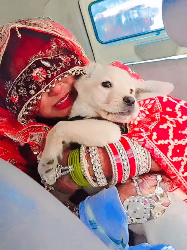 Viral Dog Video: Emotional Farewell of Bride Leaves Internet in Tears